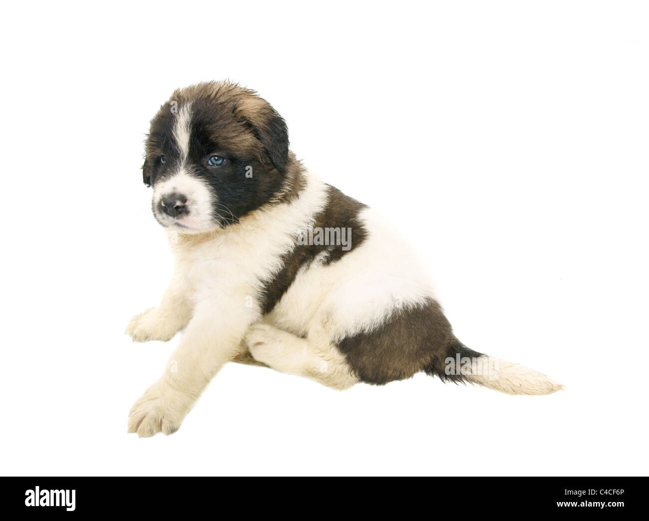 puppy isolated on white background Stock Photo - Alamy