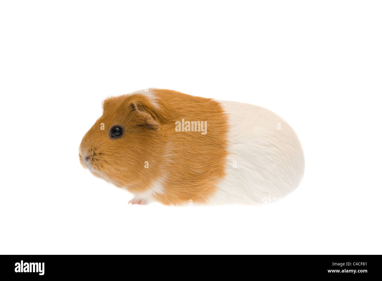 guinea pig isolated on white background Stock Photo - Alamy
