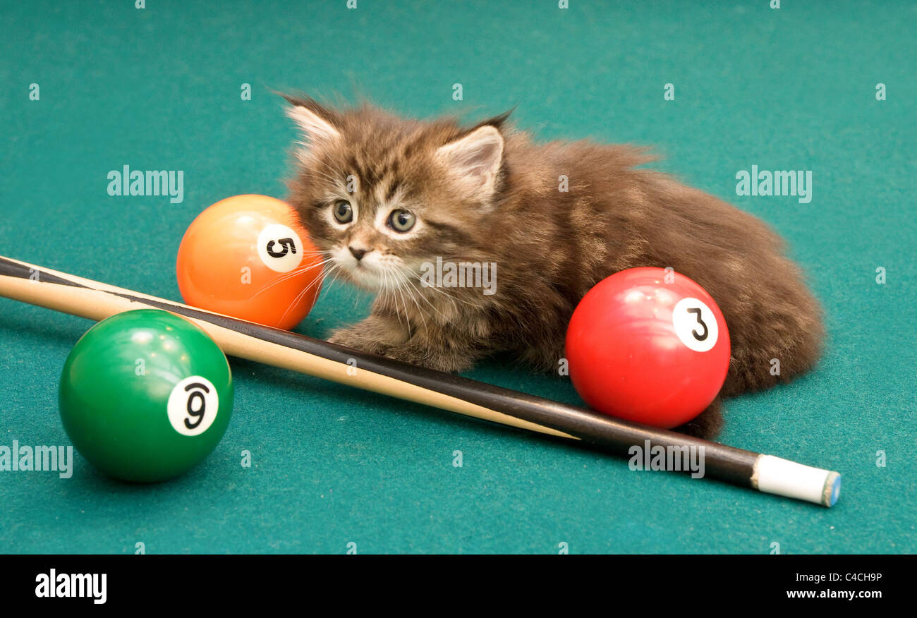 The kitten plays on a billiard table Stock Photo Alamy