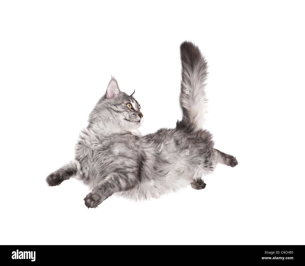 jumping cat against white background Stock Photo