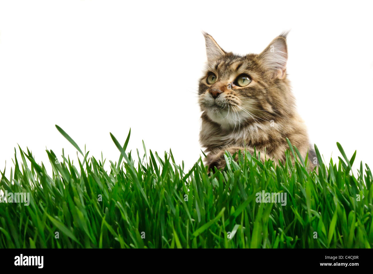 Tabby cat in grass isolated on white background Stock Photo - Alamy