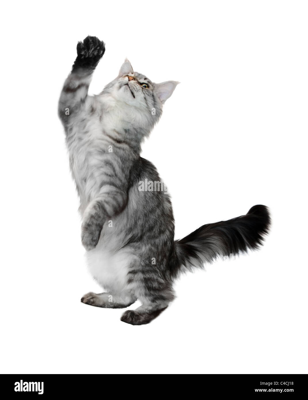 The grey cat costs with the lifted paw isolated on white background Stock Photo