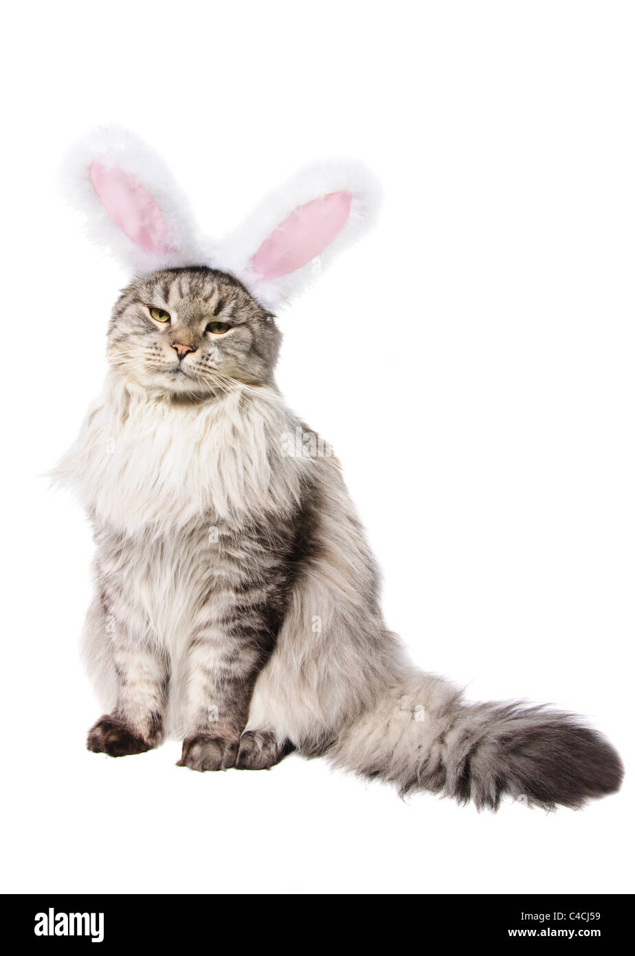 Гибрид кота и зайца