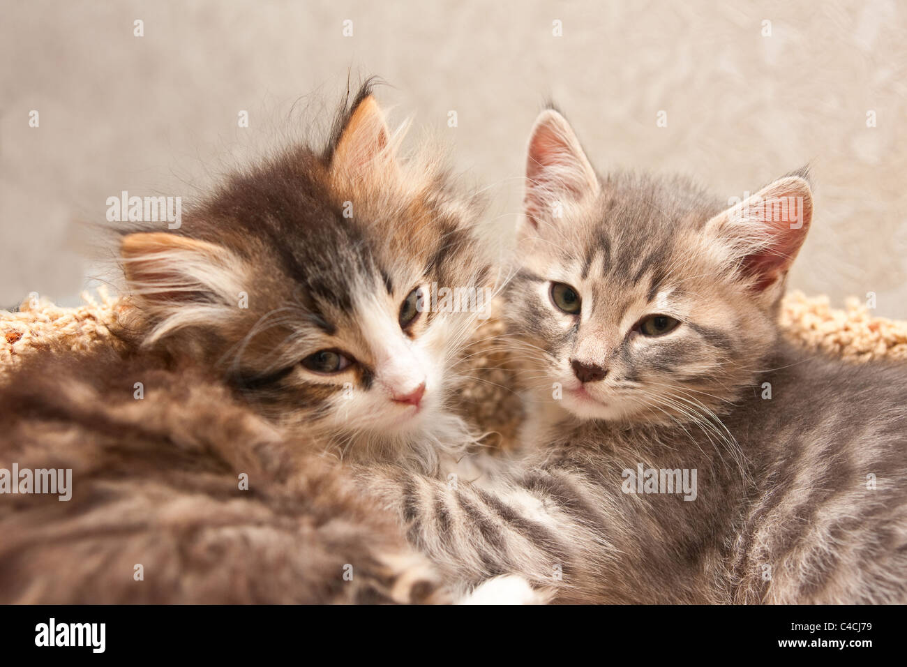 Two small kittens Stock Photo