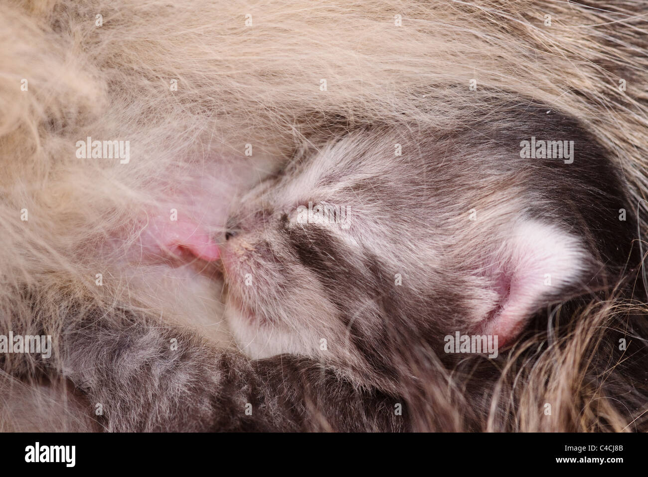 Sucking cat hi-res stock photography and images - Page 3 - Alamy