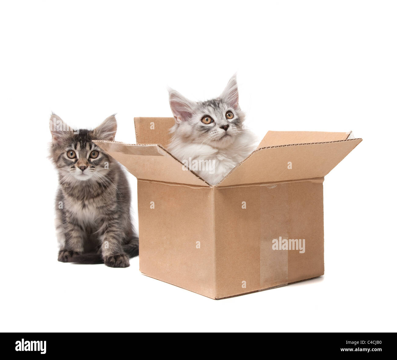 Two small kittens in a cardboard box Stock Photo Alamy