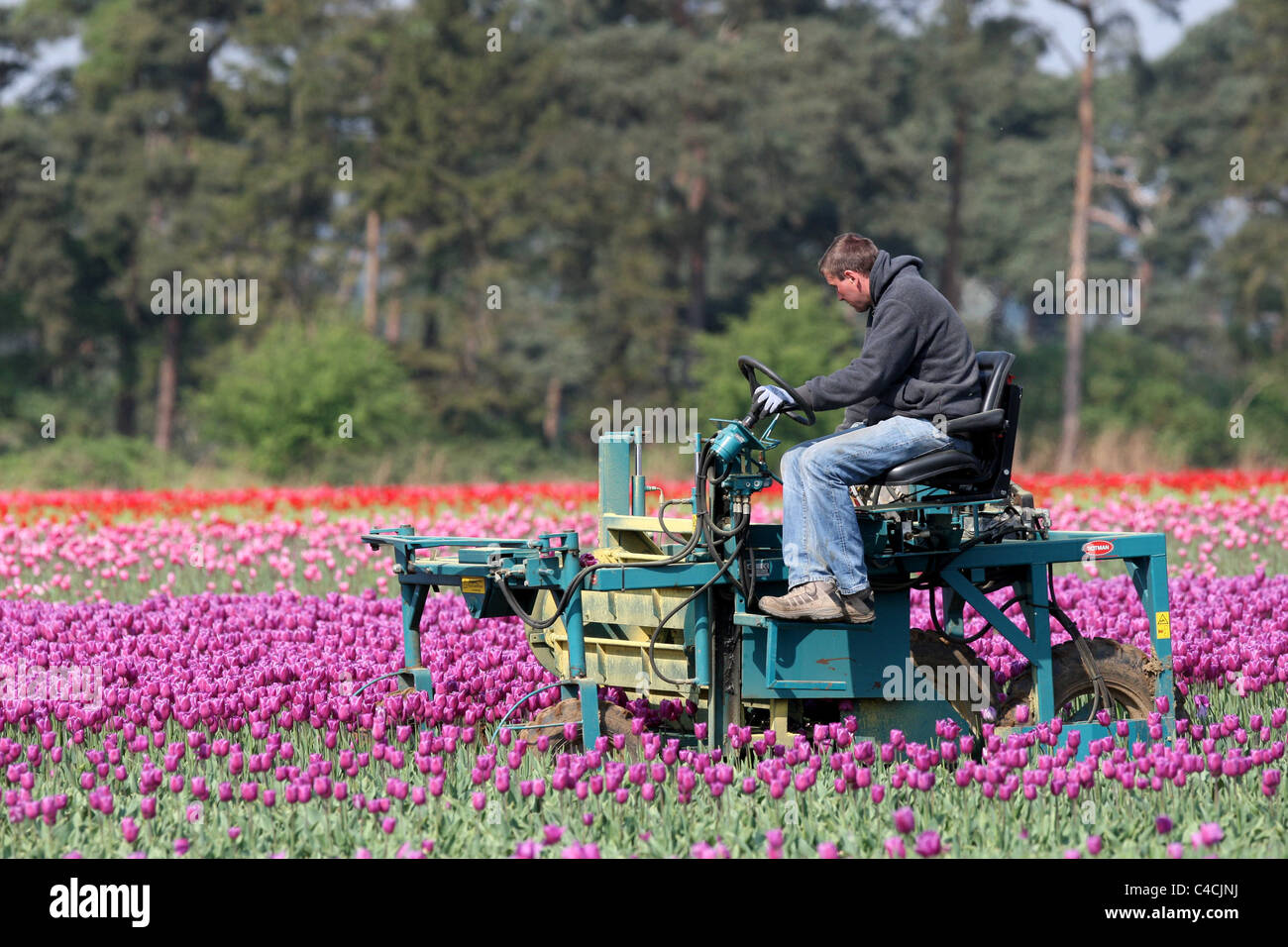 THE LAST OF THE 20 MILLION TULIPS BEING 'HEADED' IN THE TULIP FIELD NEAR NARBOROUGH,NORFOLK. Stock Photo