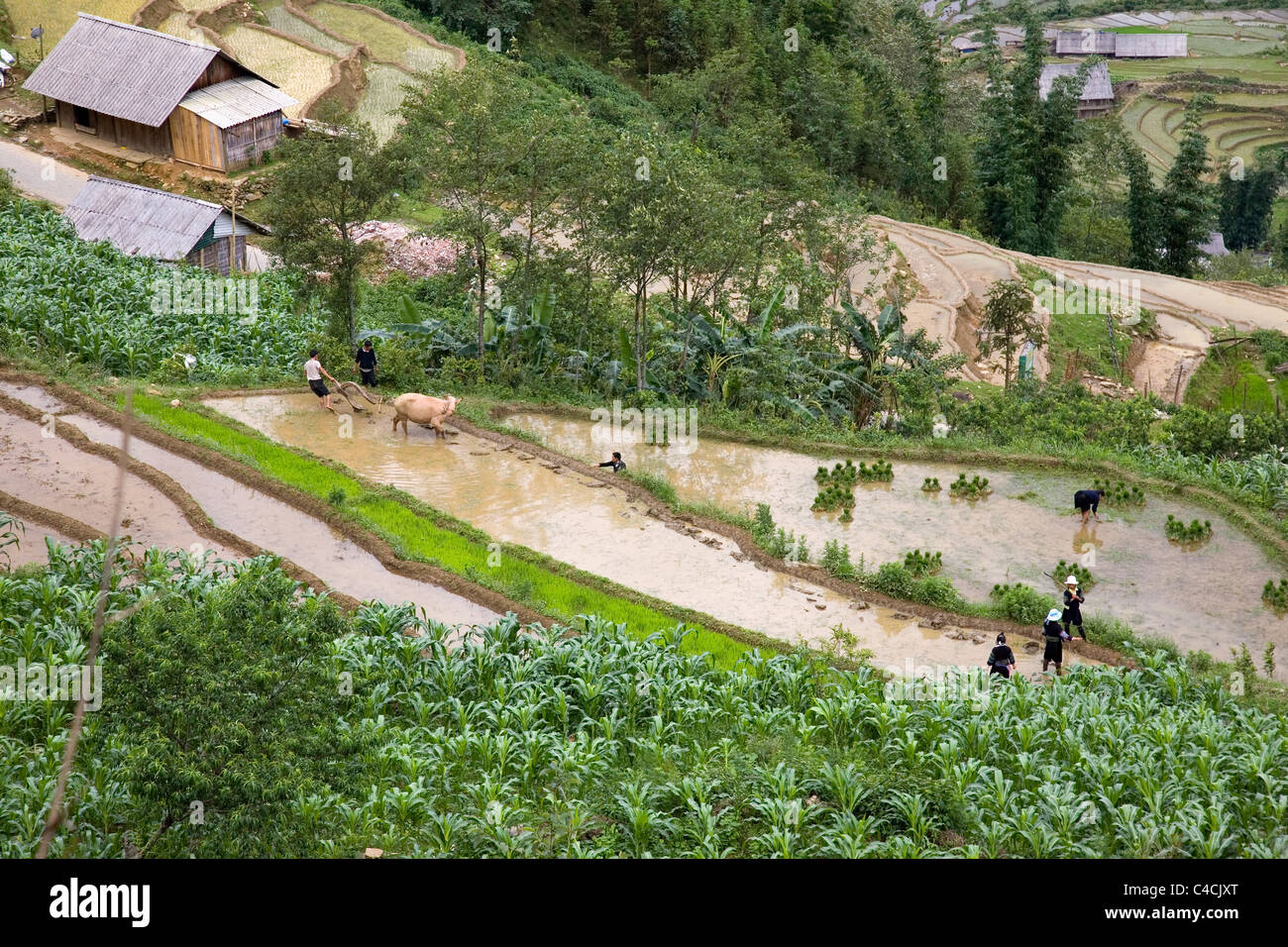 View from above over Rice Paddies in Cat Cat Village Stock Photo