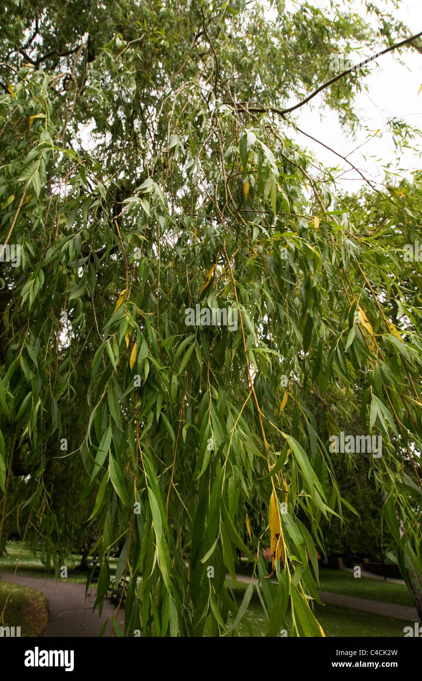 Weeping willow tree and water hires stock photography and images Alamy