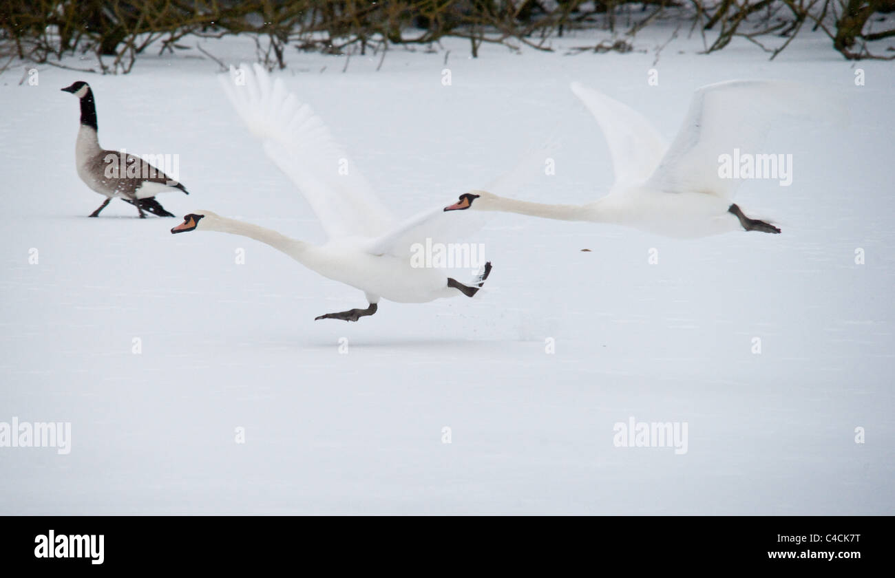 A landscape long shot of two swans taking off and a Canada Goose walking on ice with a broken wing. Stock Photo