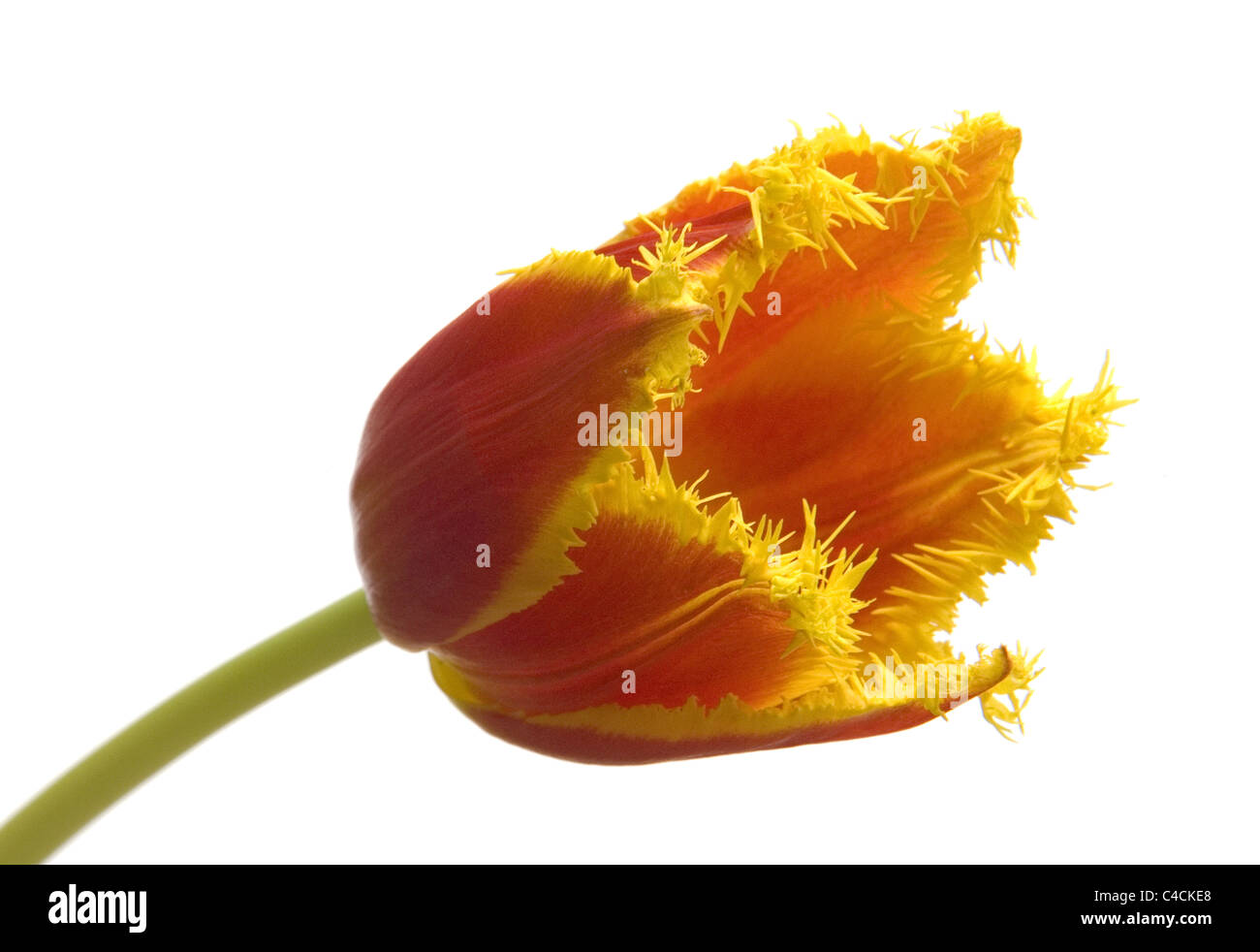 Fire Tulip close up on white background Stock Photo