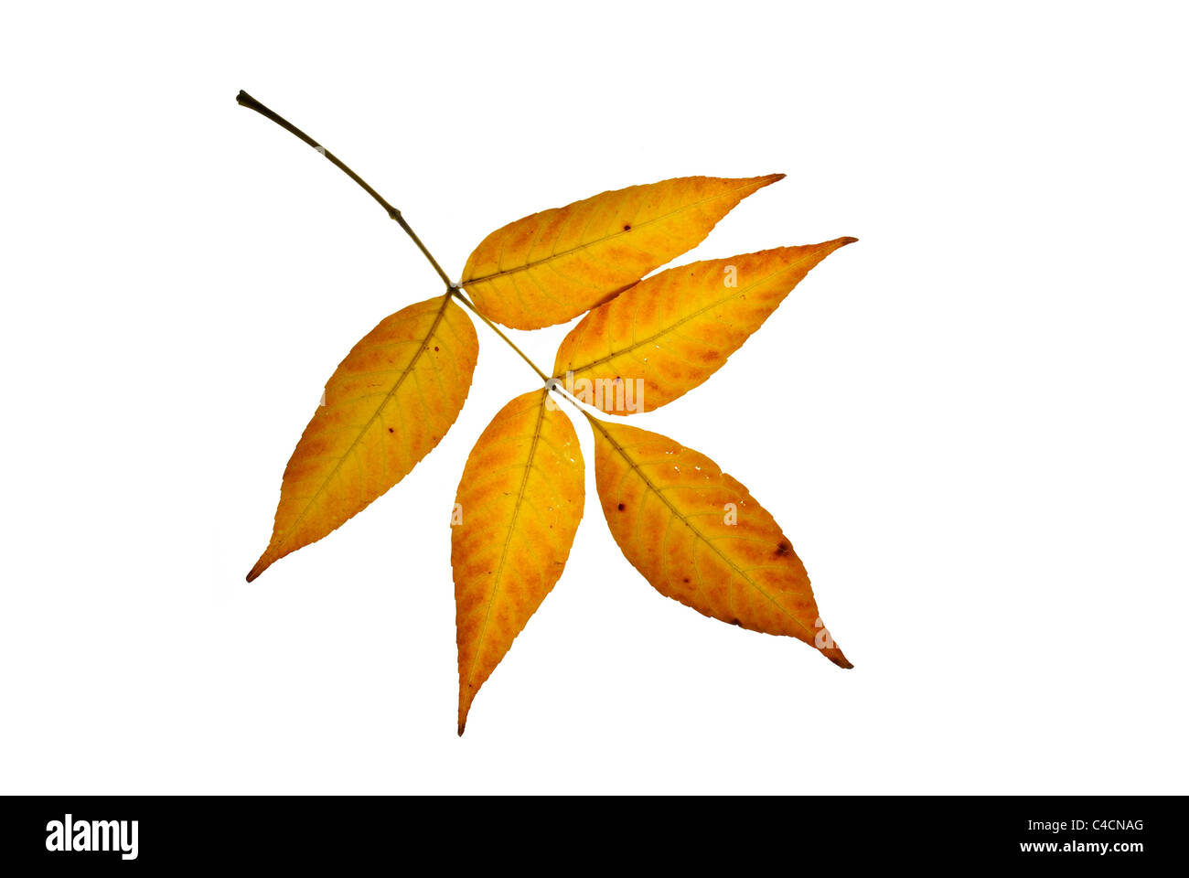 autumn leaf isolated on white background Stock Photo - Alamy