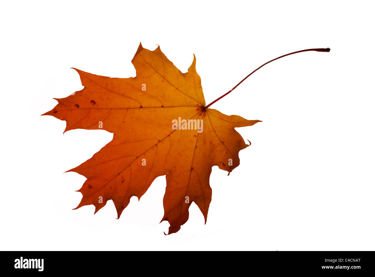 autumn leaf isolated on white background Stock Photo - Alamy