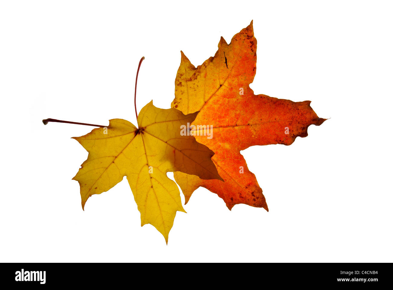 autumn leaf isolated on white background Stock Photo - Alamy