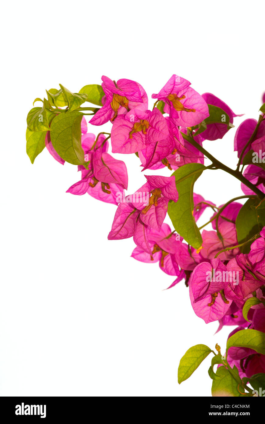 pink flower isolated on white background Stock Photo - Alamy