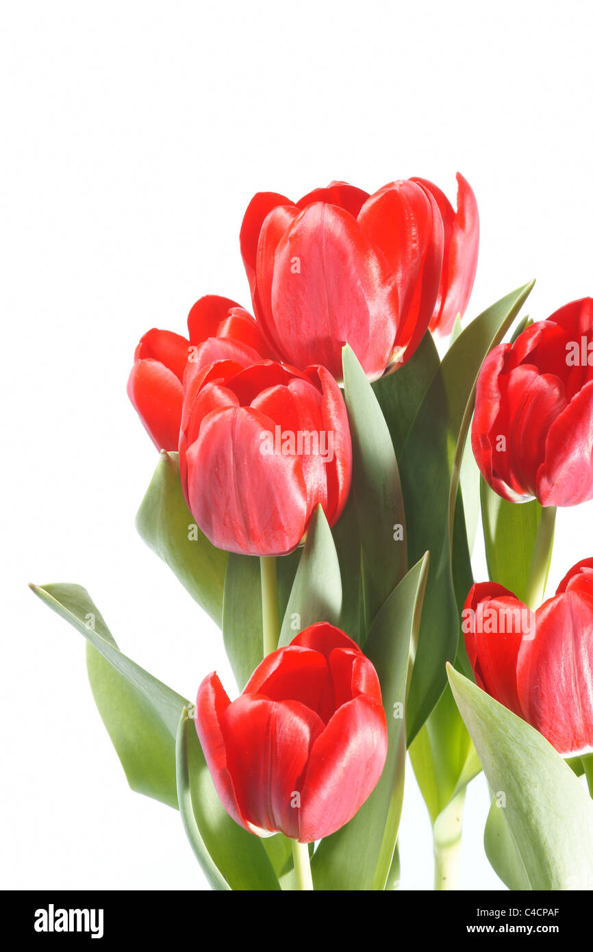red tulips isolated on white background Stock Photo - Alamy