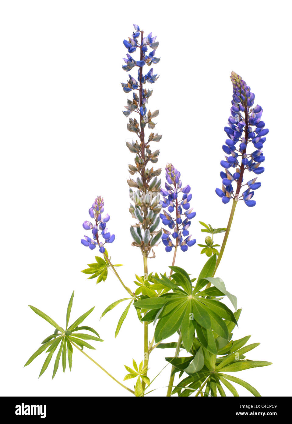 blue lupine isolated on wihite background Stock Photo