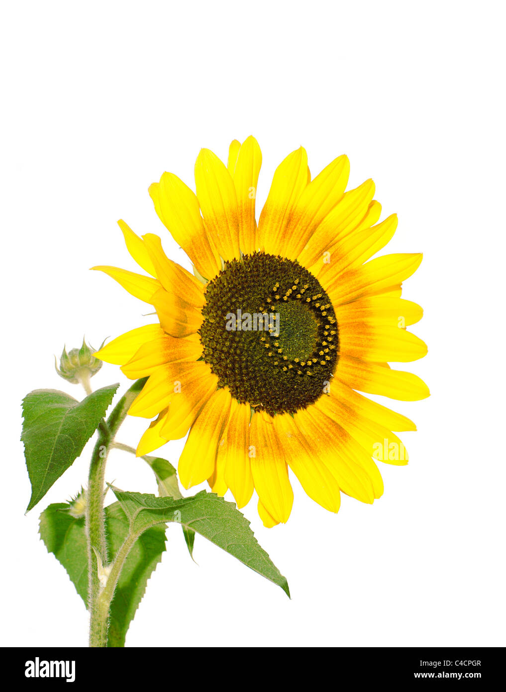 sunflower isolated on white background Stock Photo - Alamy
