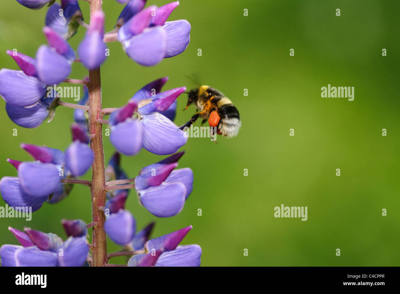 bumblebee and blue lupine flower Stock Photo - Alamy