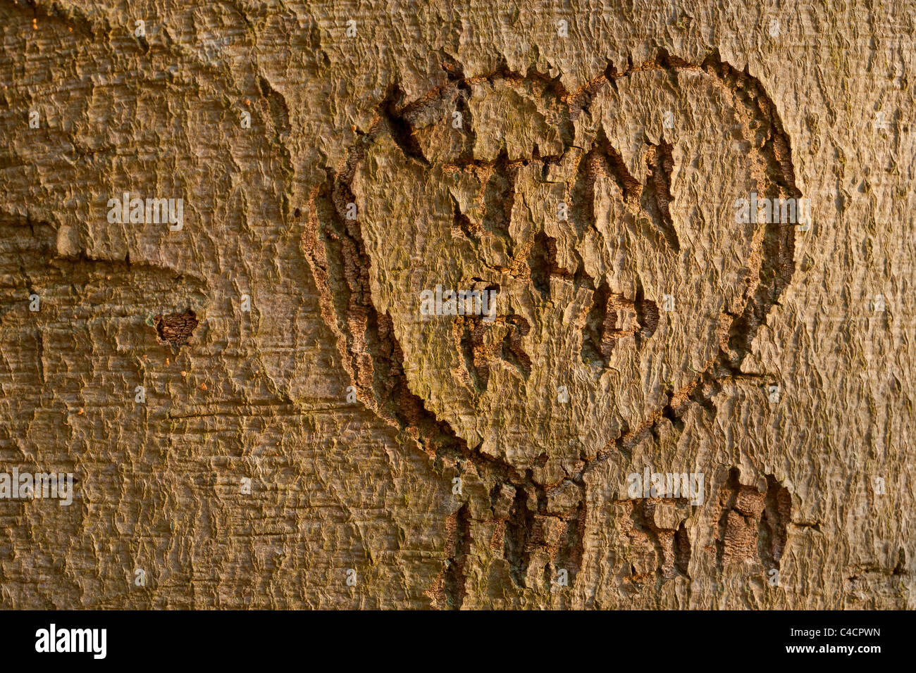 Love heart and initials carved into the bark of a beech tree Stock Photo