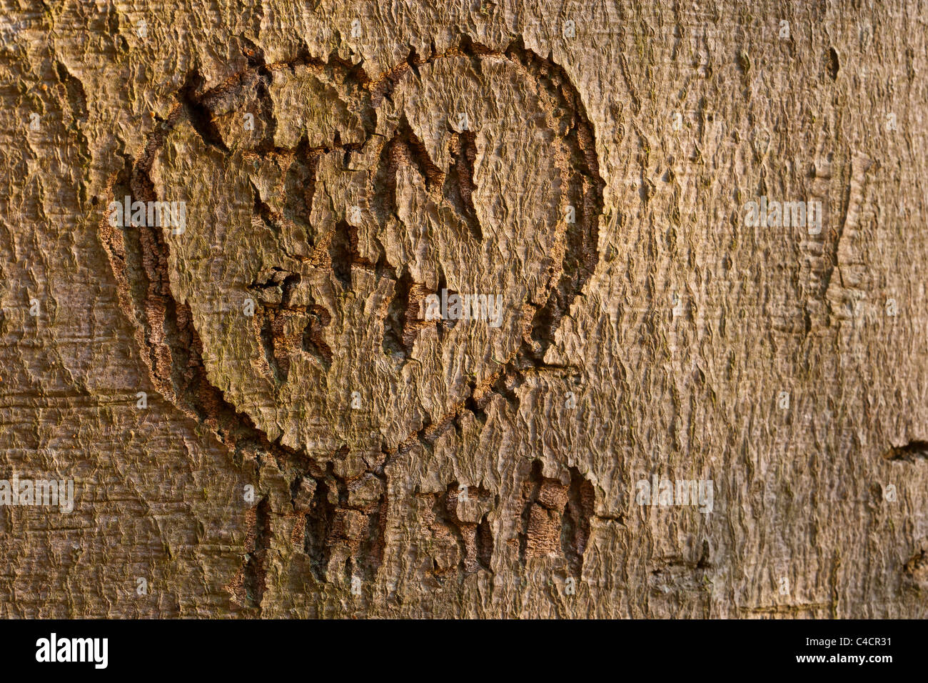 Love heart and initials carved into the bark of a beech tree Stock Photo