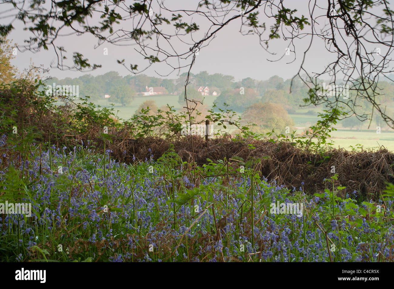 English countryside in Spring, with bluebell woods and rolling hills and fields. Stock Photo