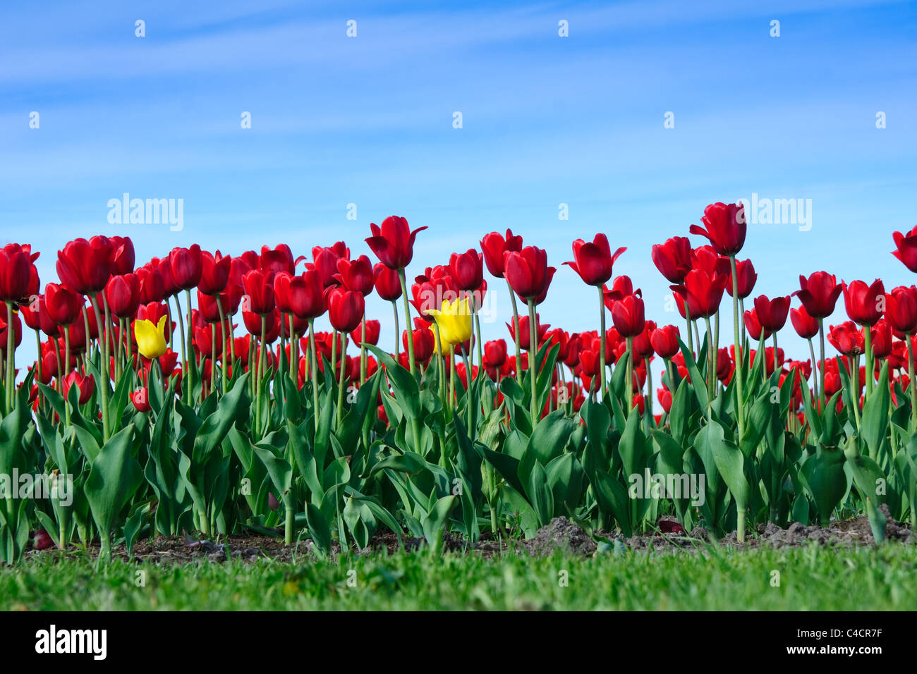 field with red and yellow tulips Stock Photo - Alamy