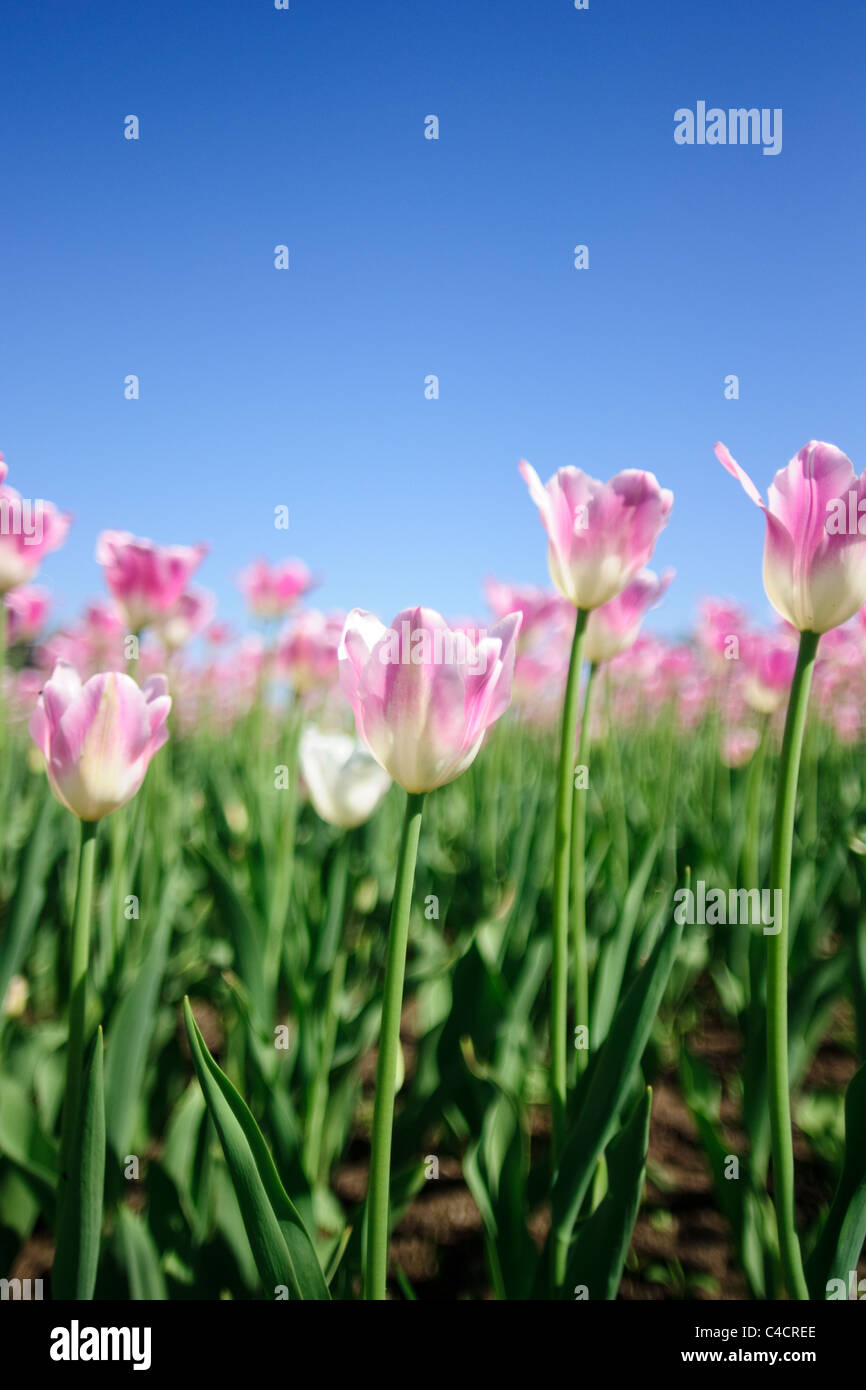 Pink tulips against clear sky background Stock Photo - Alamy