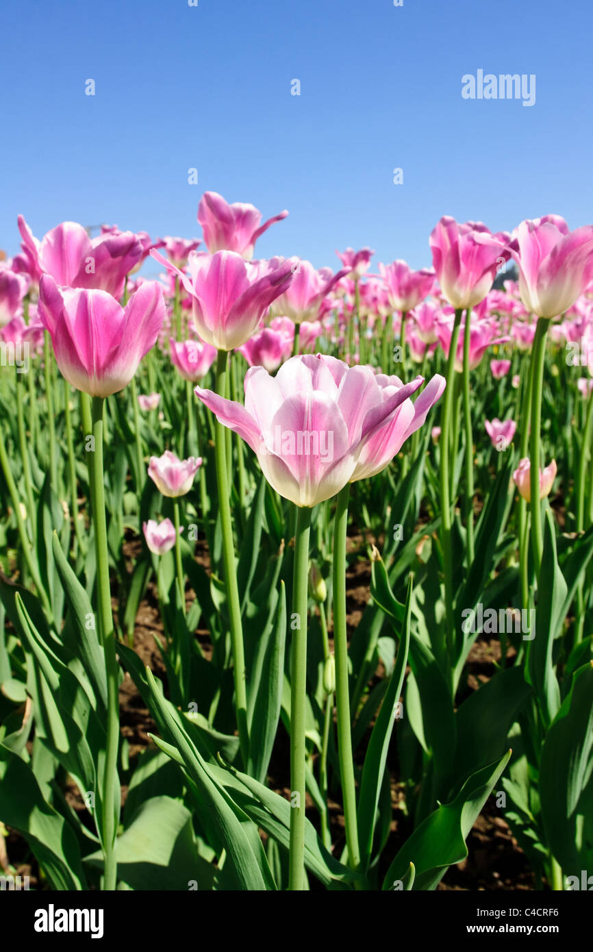 Pink tulips against clear sky background Stock Photo - Alamy