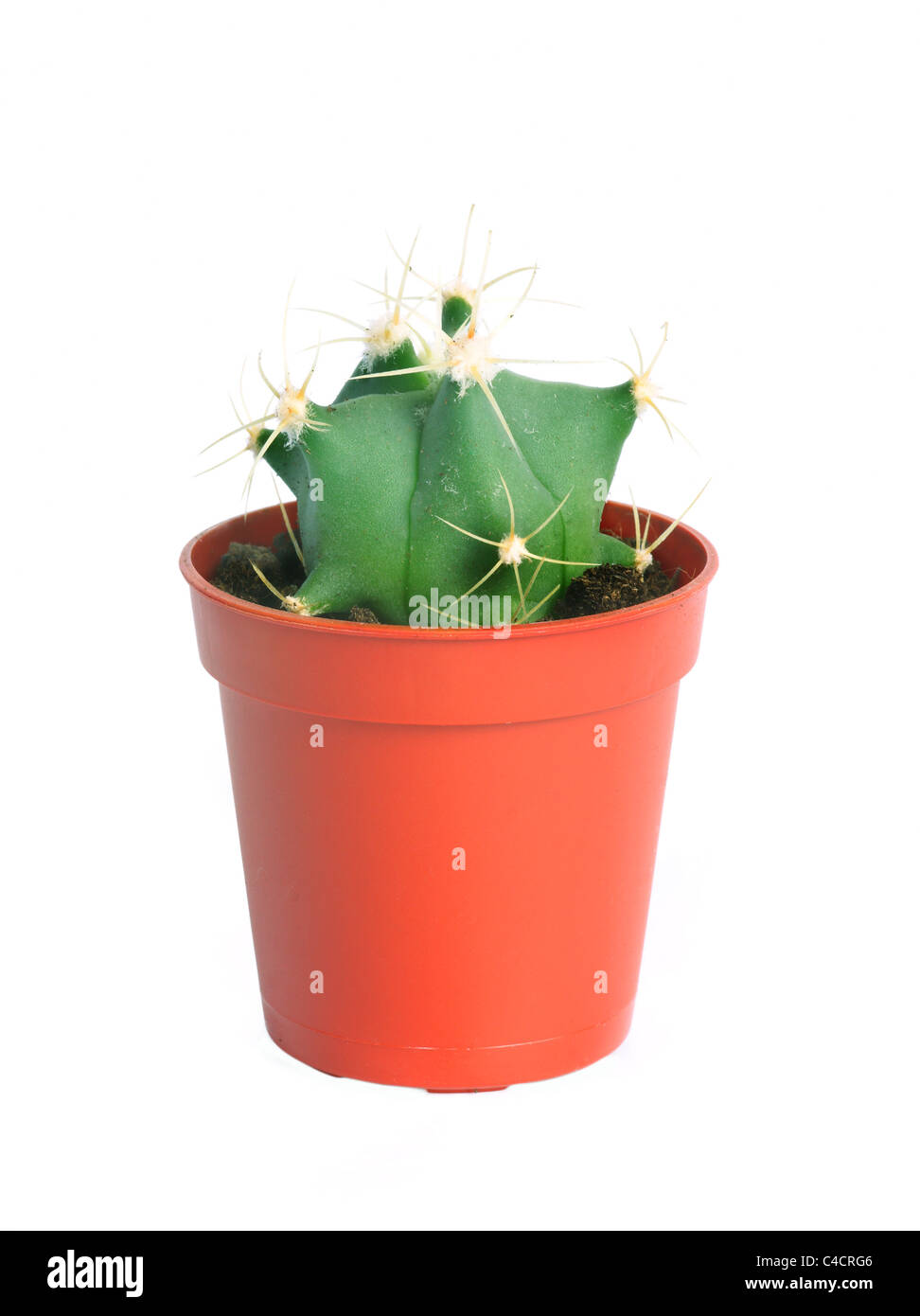 cactus in pot isolated on white background Stock Photo - Alamy