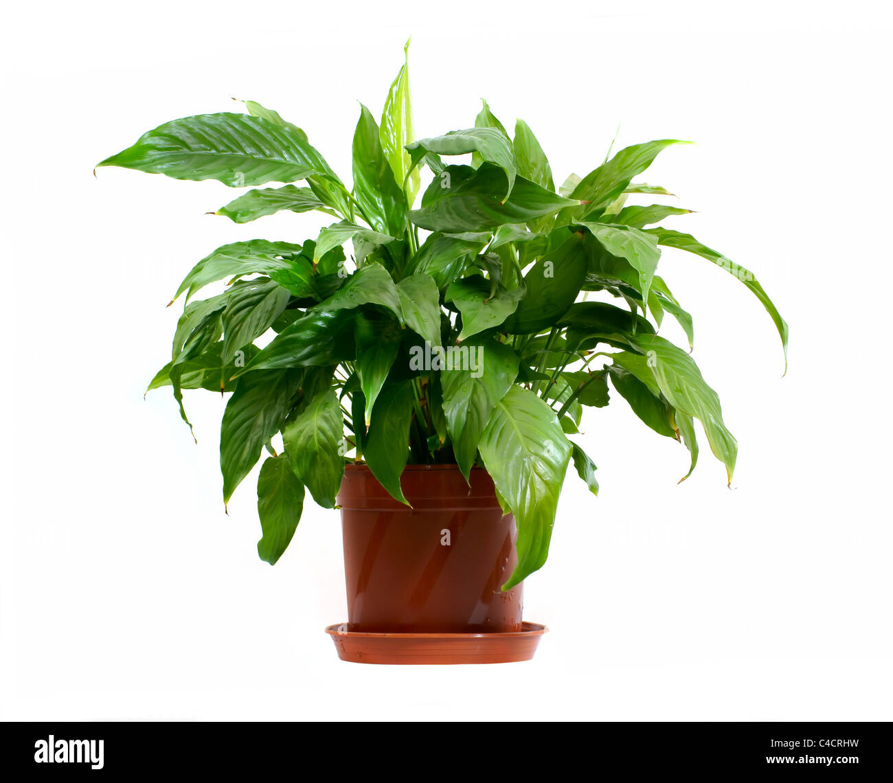 houseplant in pot isolated on white background Stock Photo - Alamy