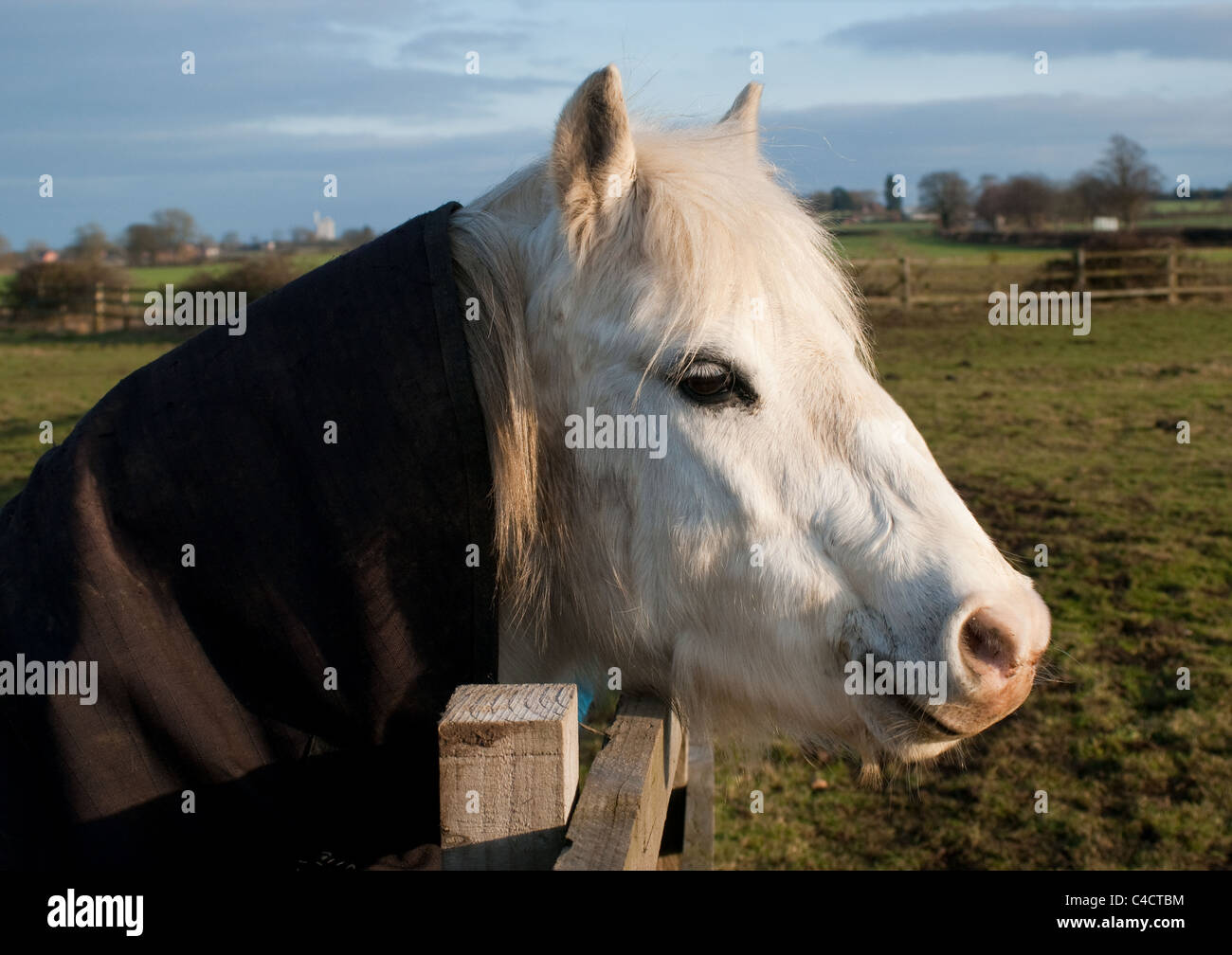 A white pony in a winter jacket looking over a fence (side view) Stock Photo