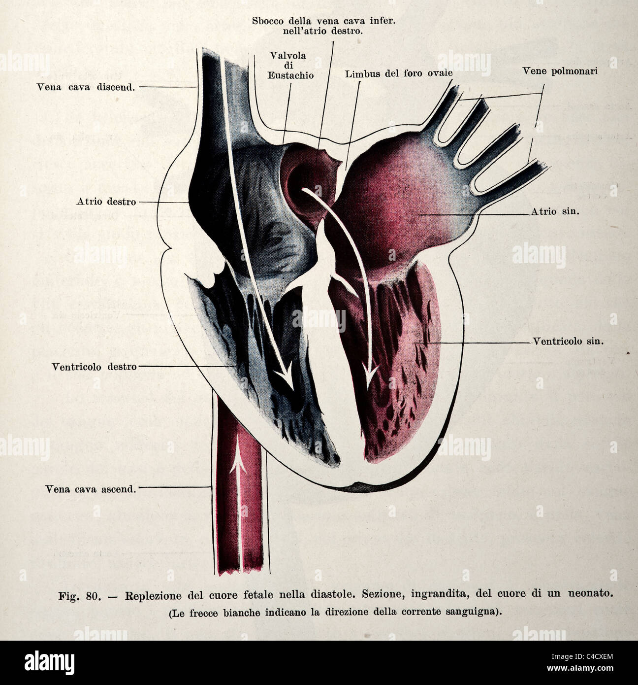 Antique medical illustration human heart hi-res stock photography and ...
