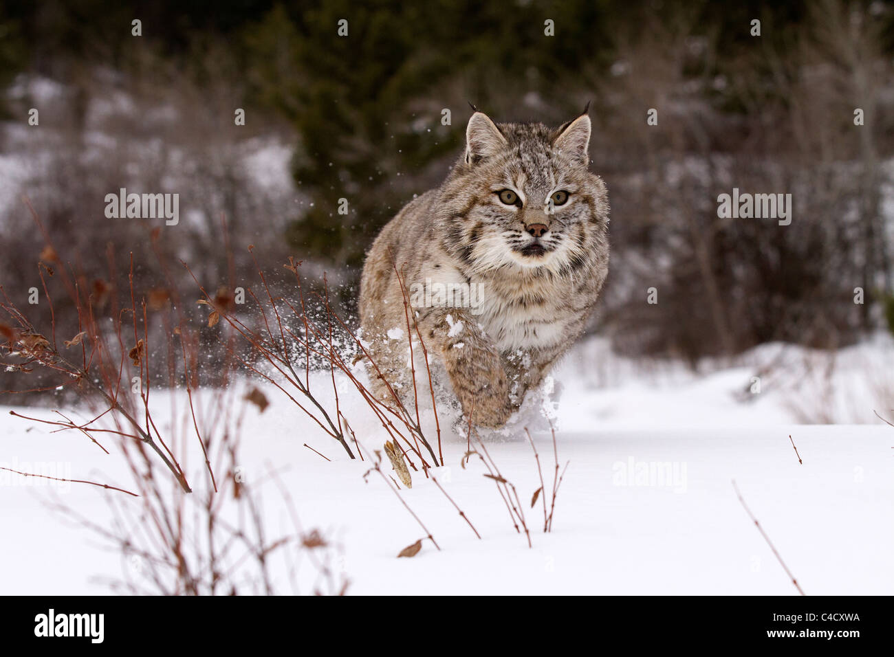 Bobcat, Felis rufus running through the snow Stock Photo