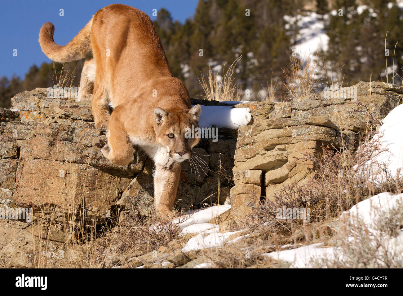 Mountain Lion, Felis concolor hunting Stock Photo