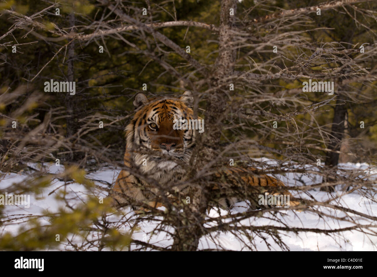 Siberian Tiger, Panthera tigris altaica watches through the trees Stock Photo