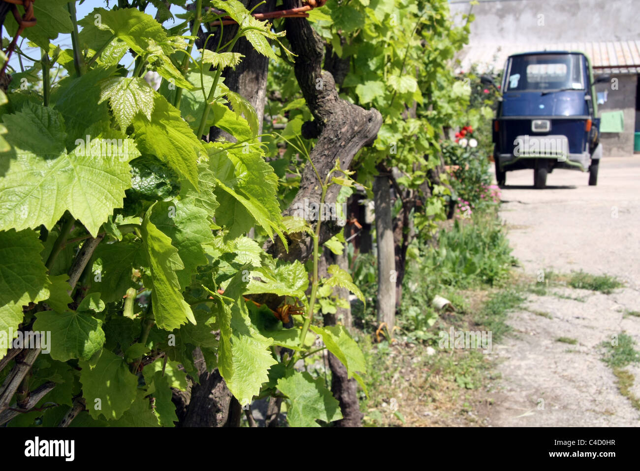 grape vines and Santa Maria del Castello Moiano Vico Equense Campania Italy Stock Photo