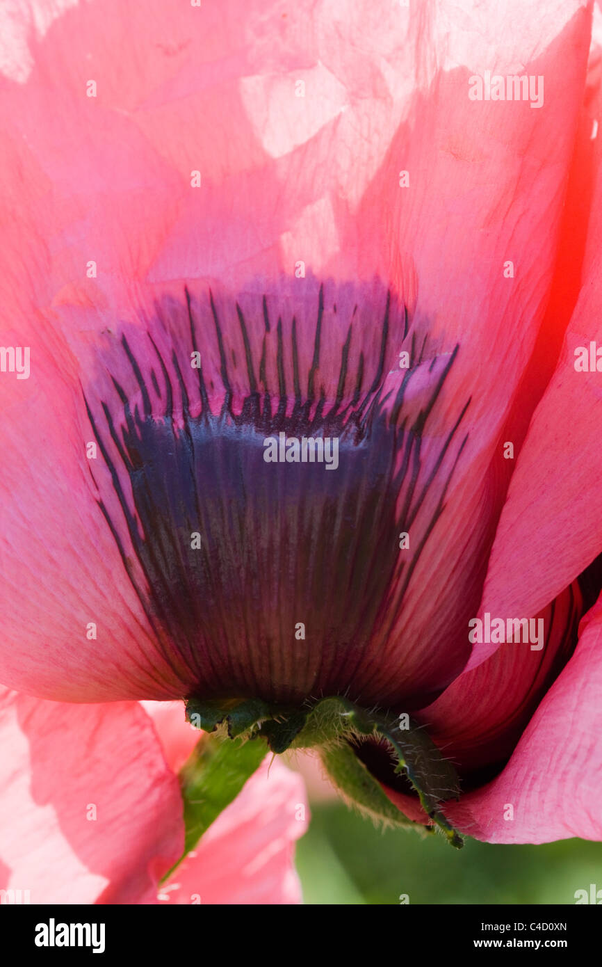 Oriental poppy raspberry queen hires stock photography and images Alamy
