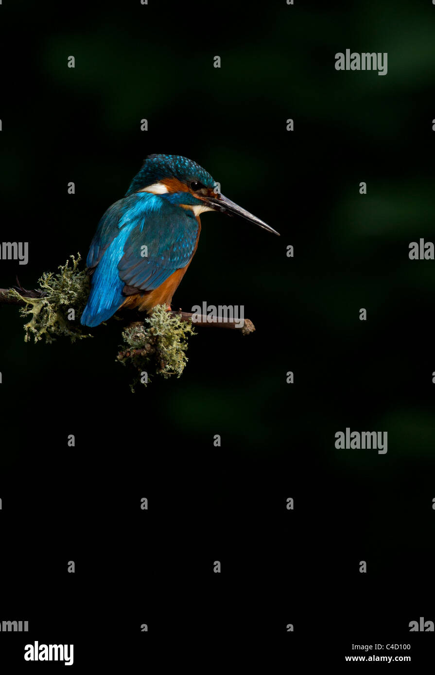 Kingfisher, Alcedo atthis waiting to dive Stock Photo