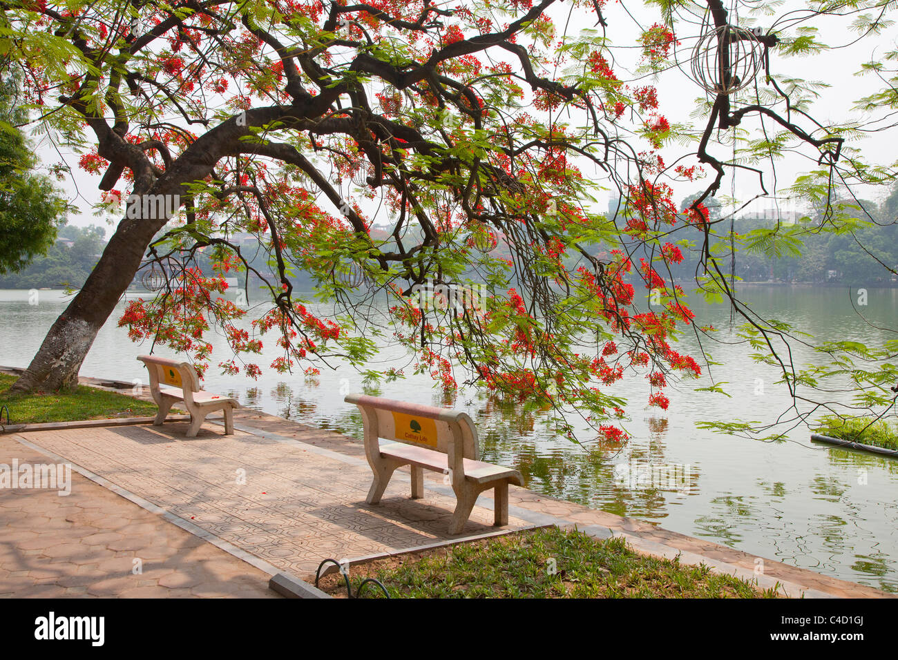 Hoan Kiem Lake Hanoi, Vietnam, overhanging flame of the forest trees, benches Stock Photo