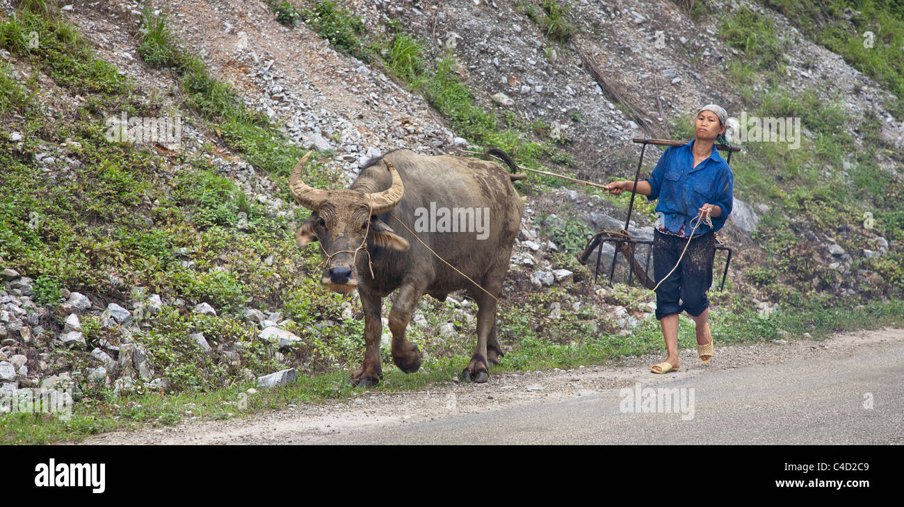 North Vietnam, water buffalo with buffalo girl keeper Stock Photo Alamy