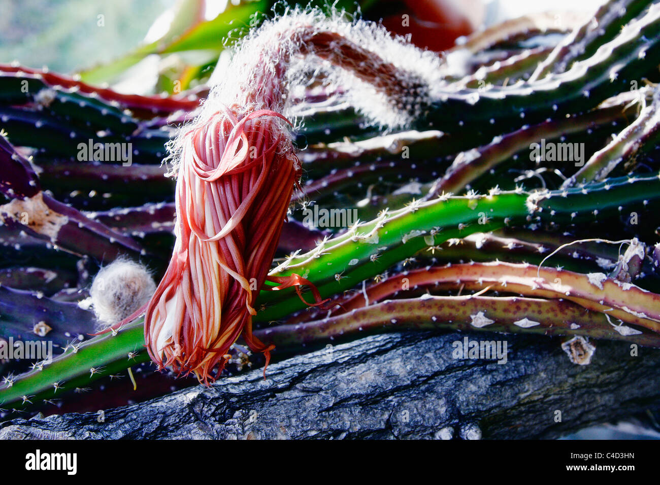 Wilting cactus flowers hires stock photography and images Alamy