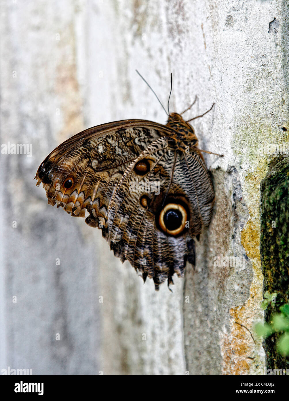 A Forest Giant Owl butterfly (Caligo eurilochus) perching on a wall. Butterfly house, Leipzig, Germany. Stock Photo