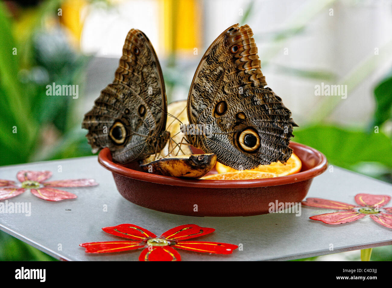 A couple of Forest Giant Owl butterflies (Caligo eurilochus) feeding on a plate with fruits. Butterfly house, Leipzig, Germany. Stock Photo