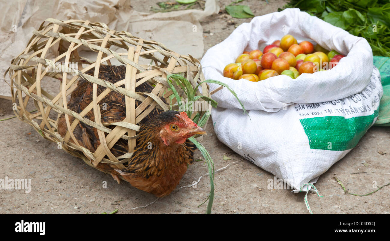 Vietnamese market,  basket bound chicken for sale Stock Photo