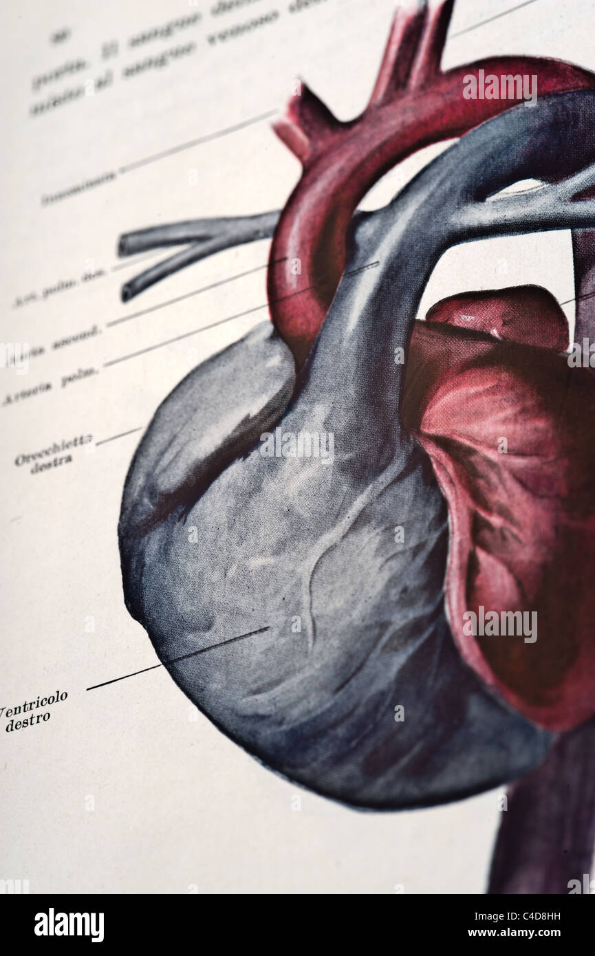 Antique medical illustration of a human heart and cardiovascular system  Stock Photo - Alamy, image size:865x1390