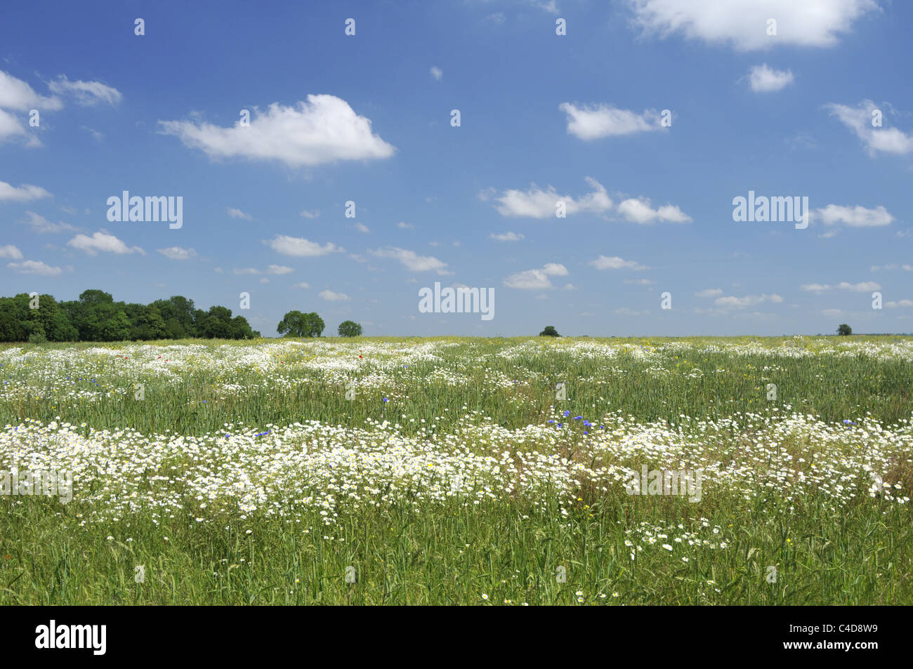 Wildflower meadow in Heartwood Forest Landscape conservation area, UK