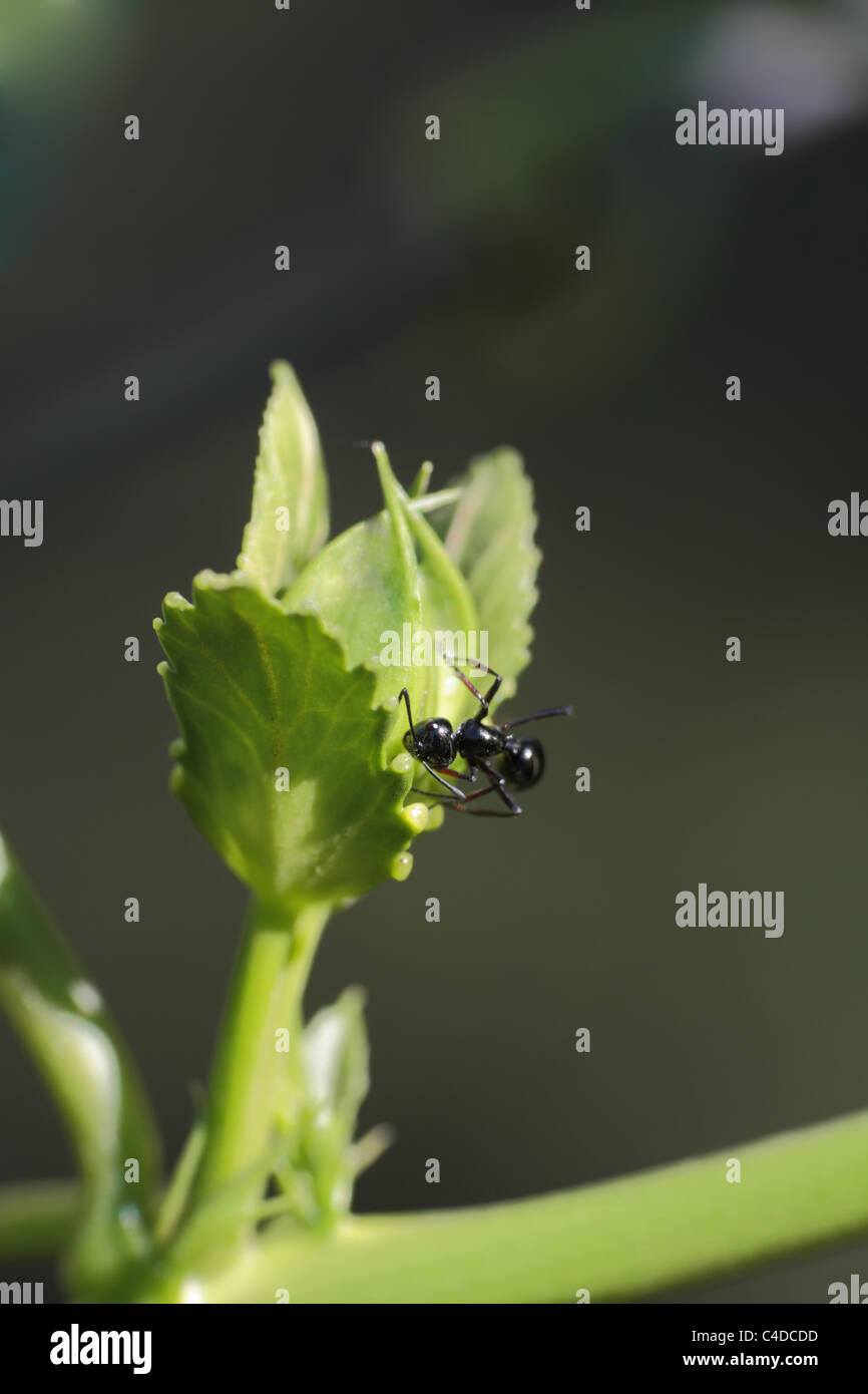 Big black ant hires stock photography and images Alamy
