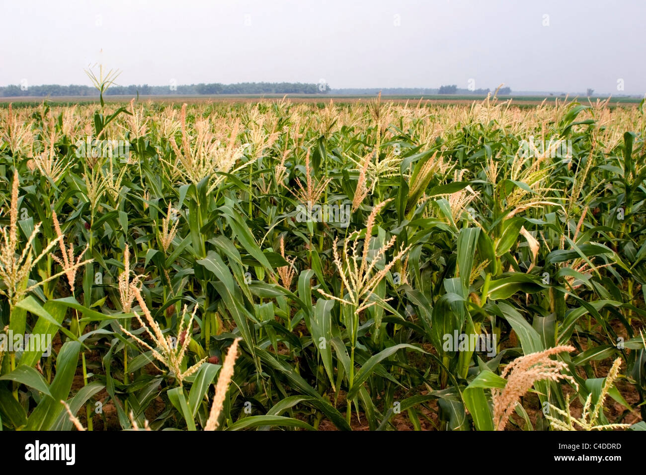 Corn is growing in a cornfield on a rural farm in Cambodia. Stock Photo