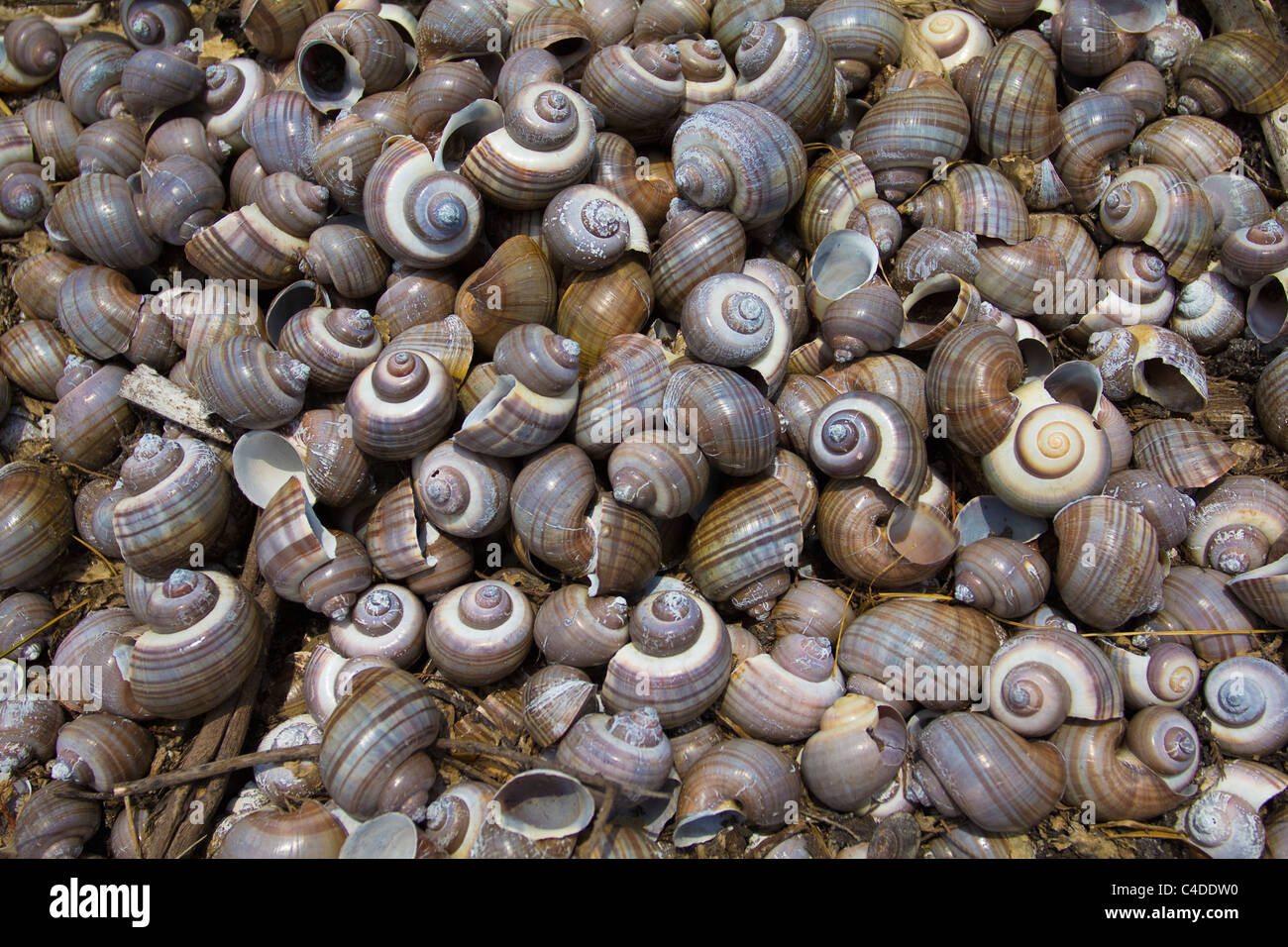pile of empty apple snails in dried out wetland. These shells were